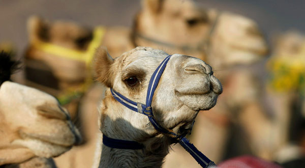 Camel-Based Baby Formula to Hit Shelves In Dubai Camel-Based Baby Formula to Hit Shelves In Dubai